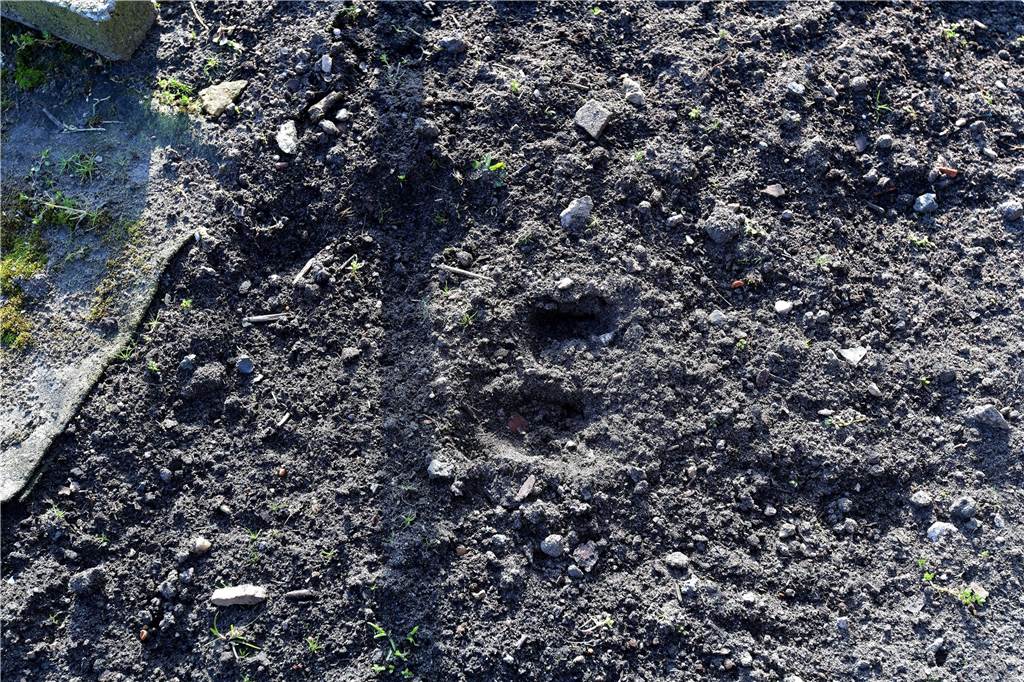 Nach „Wildschwein-Besuch“ haben einige Hausbesitzer jetzt ein Problem Deutliche Spuren hinterließ das Wildschwein auf seinem Weg durch die Hermann-Löns-Straße.