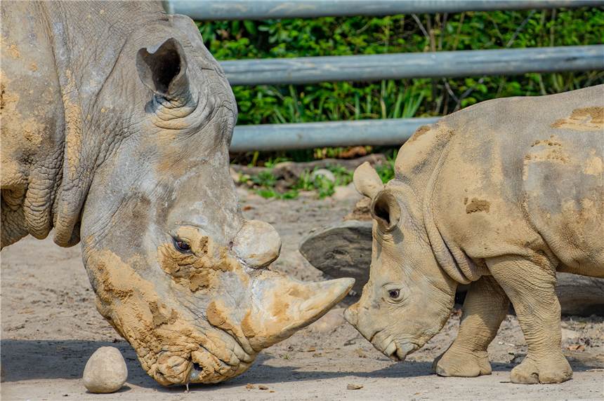 Nashorn Willi feiert Geburtstag ohne viele Gäste – Geschenke gab’s trotzdem Deutschlands ältestes Nashorn Natala mit Enkel Willi, der bis November das jüngste Nashorn in Deutschland war.