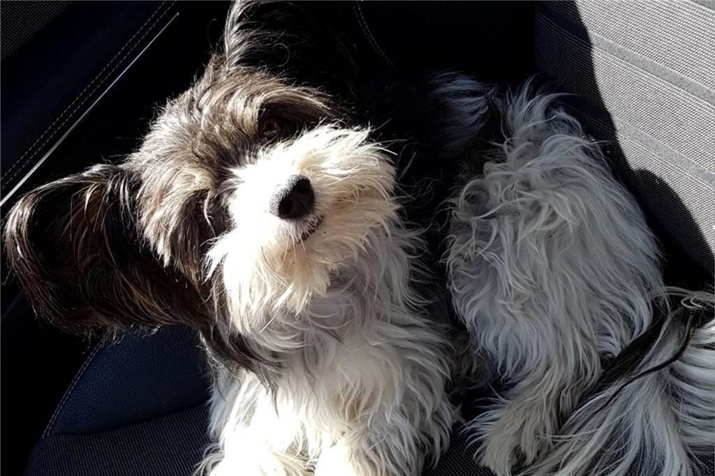 Dexter ist ein Mix aus Hund, Schmetterling und Hase, schreibt seine Besitzerin auf Instagram. 