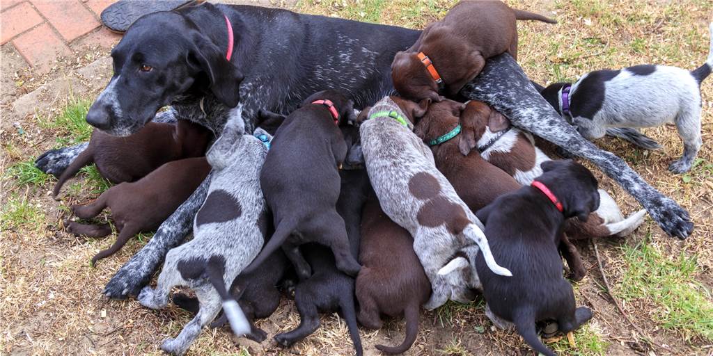 Video: Wie 18 Jagdhund-Welpen für Trubel bei den Wensings sorgen Die 18 Welpen von der Deutsch Drahthaar/Kurzhaar-Hündin Rieke der Familile Wensing in Heek-Ahle sind mittlerweile vier Wochen alt. Sie sind quietschfidel, und ihre Mutter ist nach wie vor tiefenentspannt.