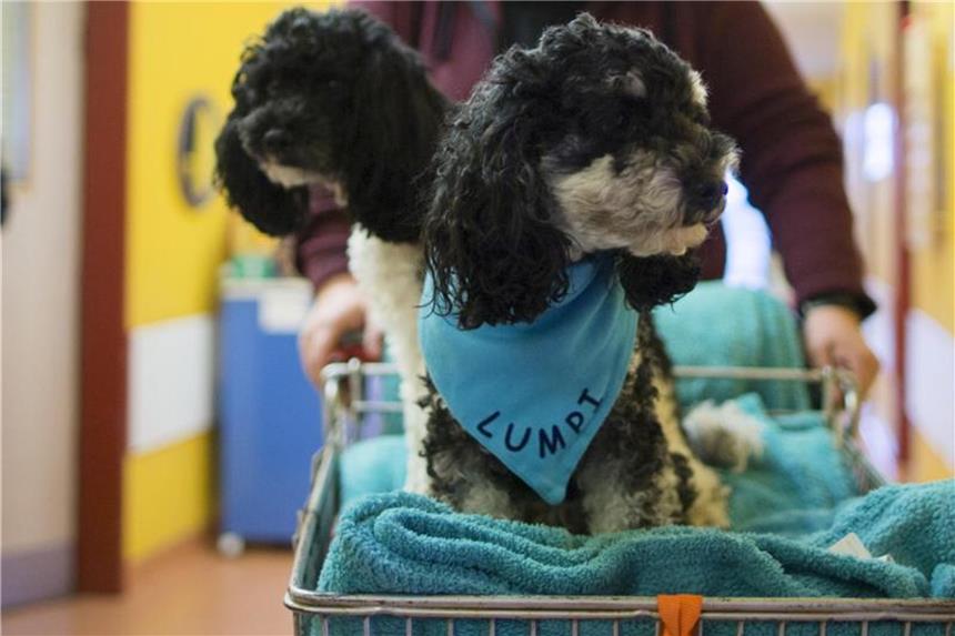 Heilungsmethoden: Kinderklinik mit Hunden und Kaninchen Die 43-jährige Tiertherapeutin Bianca Terhürne bringt ihre Pudel zur Therapie. Foto: Ina Fassbender