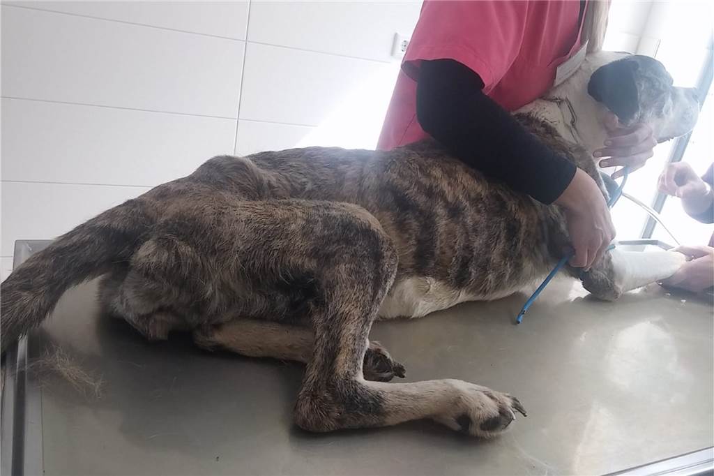 Völlig abgemagert: Tierschützer retten Hündin Cika in letzter Minute Die abgemagerte Hündin Cika kam in der Tierklinik sofort an einen Tropf. Ihre Behandlung wird noch Wochen dauern.