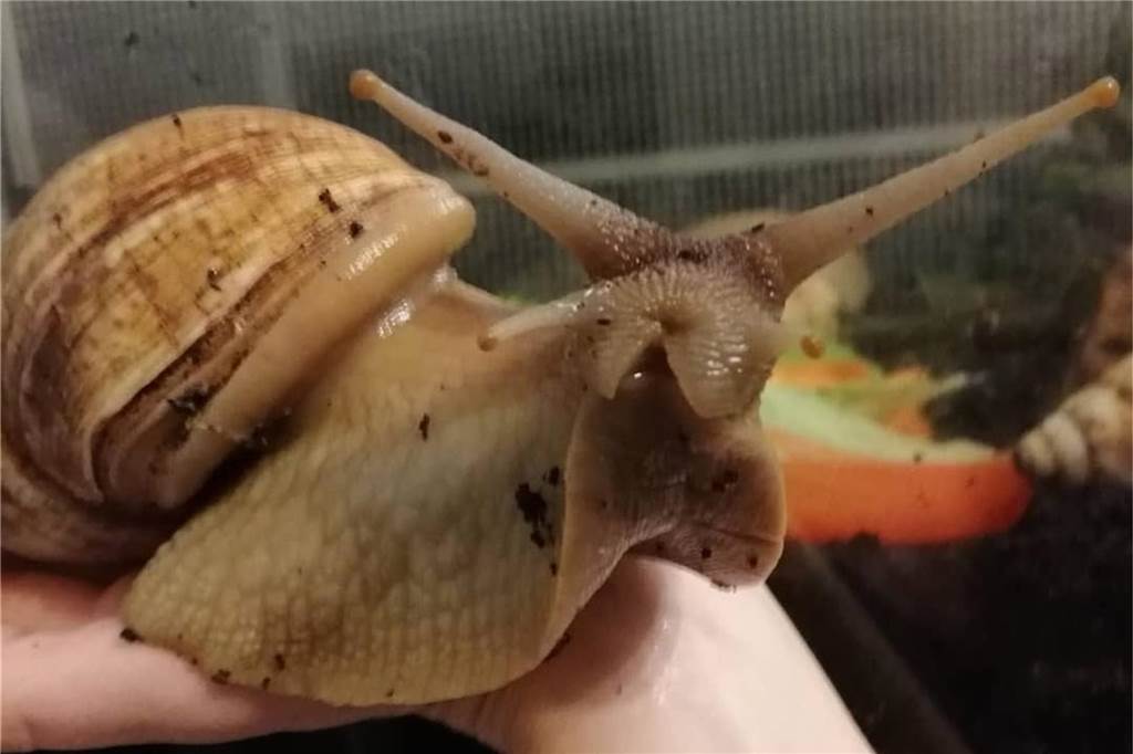 Zu sehen ist eine Schnecke, die als Haustier gehalten wird.
