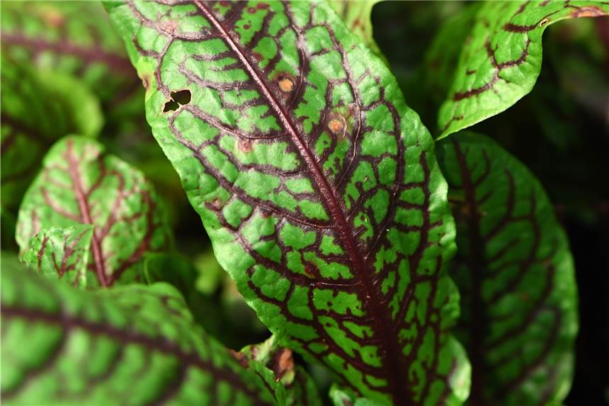 Kräuter im Frühling: Wie man Sauerampfer verarbeitet und pflegt Die Adern des Blutampfers (Rumex sanguineus) schimmern dunkelrot durch das Blattgrün.