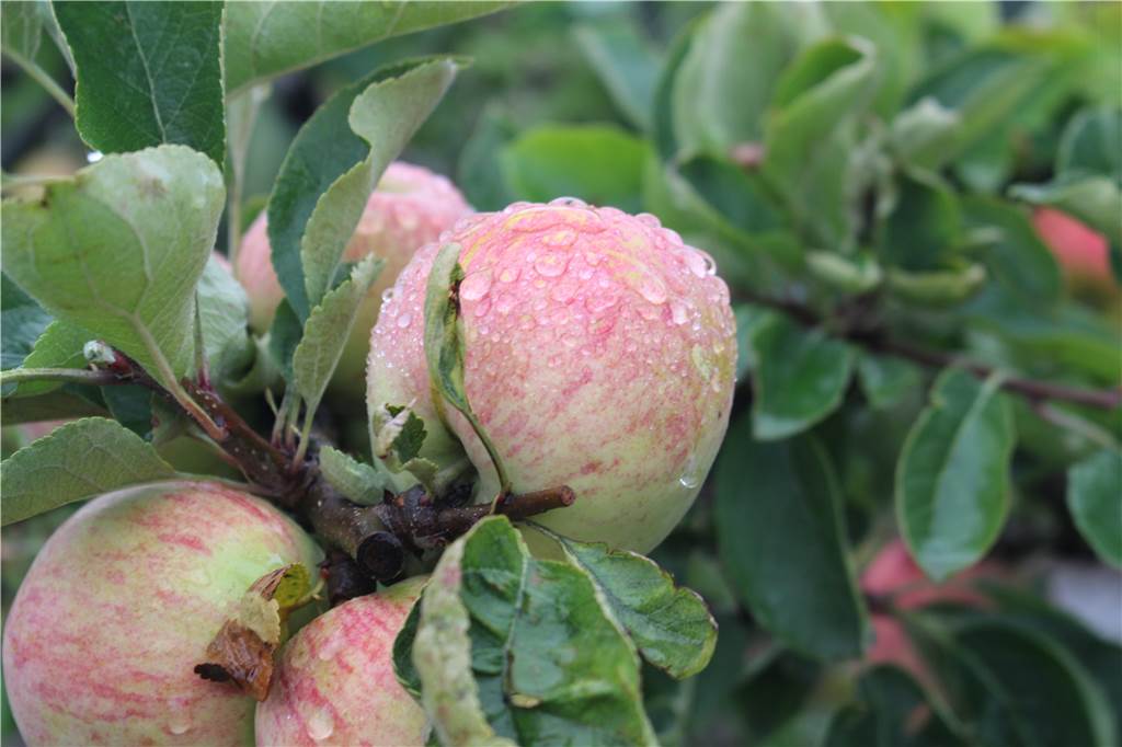 Ein traumhaftes Garten-Idyll – doch im Boden lauern ungebetene Gäste Die Äpfel werden im August reif sein. Dann gibt es Apfelmus und Apfelkuchen.