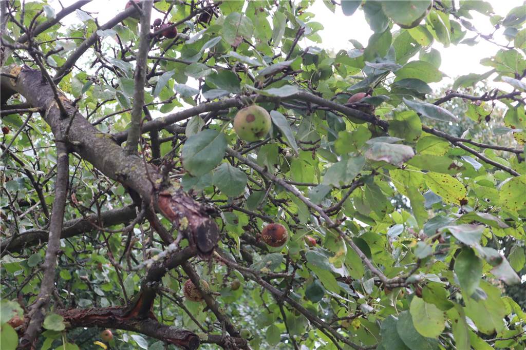Stadtteilkonferenz: Agathaschule rührt Werbetrommel für Niedrigseilgarten Ein Apfelbaum