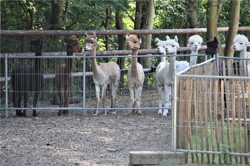Ganz in braun und so süß: Castrop-Rauxel hat ein neues Alpaka-Baby Die Alpakas Quäntchen Glück und Alf haben Nachwuchs: Ein Alpaka-Junge ist am Sonntag (17.7.2022) in Dingen zur Welt gekommen.