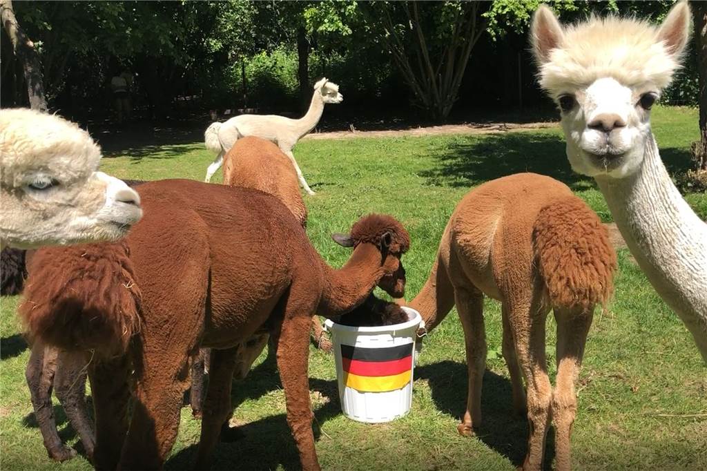 Tierische Orakel zur Fußball-EM: Pumba, Kasimir & Co. treten gegen Wissenschaftler an Die Alpakas von Daniels kleiner Farm sind Castrop-Rauxels EM-Orakel.