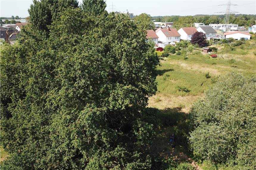 Chor-Auftritt vor der Ratssitzung: So singen die Kämpfer um die alte Eiche Die alte Eiche im Grünstreifen zwischen Emscher und Heerstraße. Hier soll ein Baugebiet entstehen.
