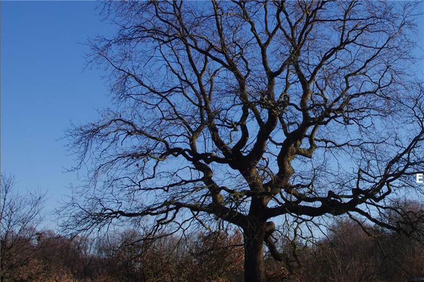 Kann die 250 Jahre alte Eiche im geplanten Baugebiet gerettet werden? Die alte Eiche soll für das Wohngebiet an der Heerstraße weichen. Anwohner wollen das verhindern.