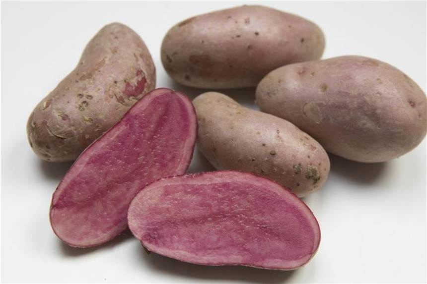 Alte Obst- und Gemüsesorten bringen mehr Genuss Die alte Kartoffelsorte „Rote Emmalie“ ist heute eine Rarität im Gemüsehandel. Foto: Jörg Sarbach