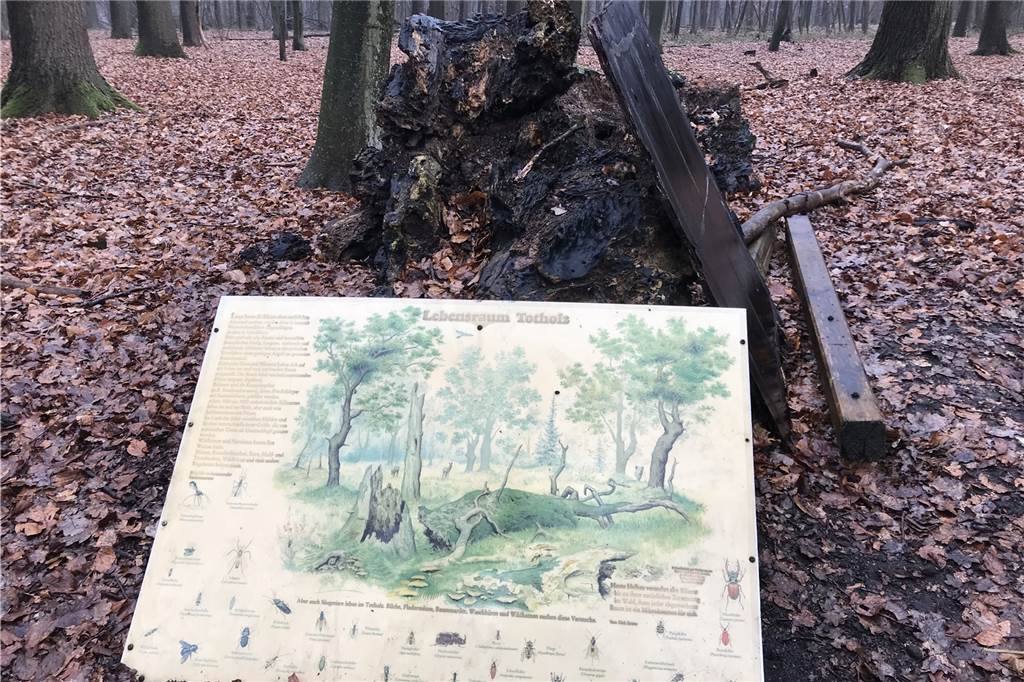 Start mit 15.000 Pflanzen: Natur- und Walderlebnispfad wird Großprojekt Die alten vergilbten Hinweistafeln im Barloer Busch haben bald ausgedient.