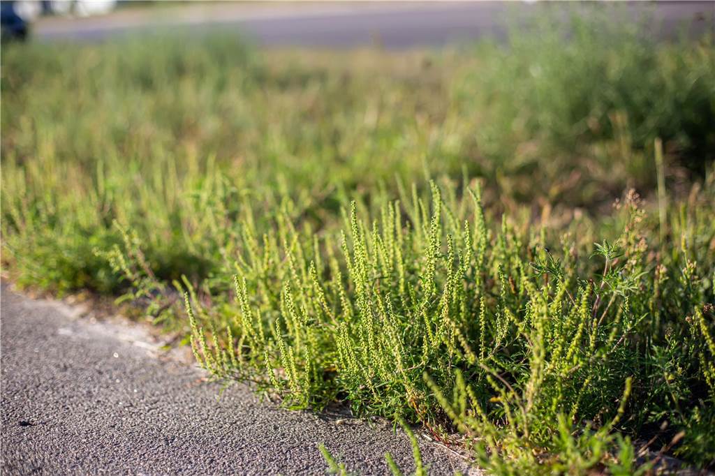 Heuschnupfen-Saison immer länger: Klimawandel beeinflusst Allergien Die Ambrosia-Pflanze