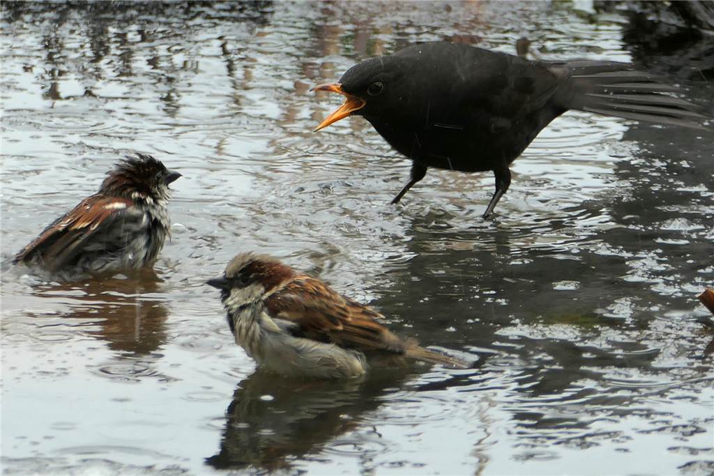 Amsel und Spatzen