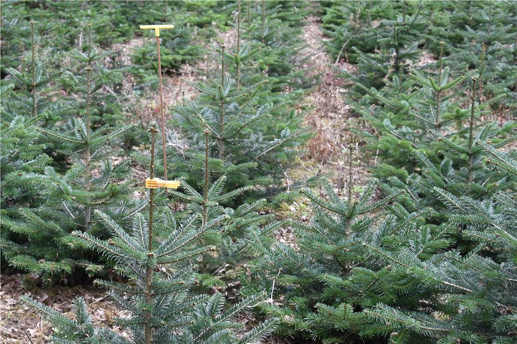 4000 Weihnachtsbäume in Deuten brauchen rund ums Jahr Pflege Die Ansitzstange für Singvögel schont die zarten Spitzen der Mini-Weihnachtsbäume.