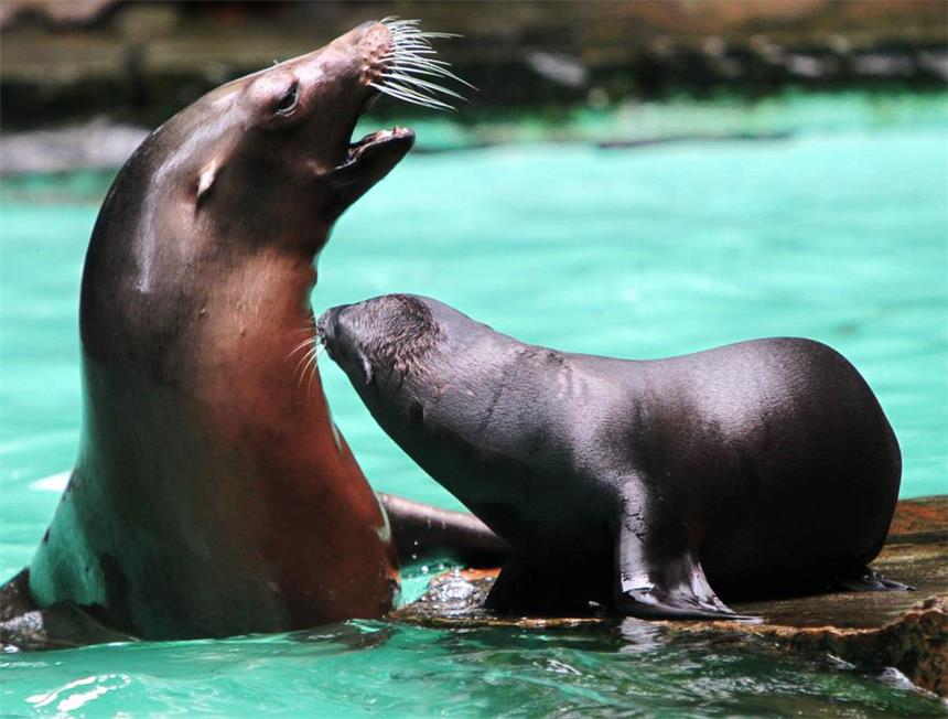 Getötete Seelöwin "Holly": Zeugen hörten Tierschreie Die Anteilnahme zum Tod von Seelöwin Holly ist groß.