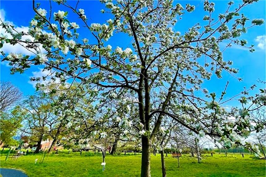 Ruhr-Kultur-Garten in Dorsten vor dem Apfelblütenfest in voller Pracht Apfelbäume