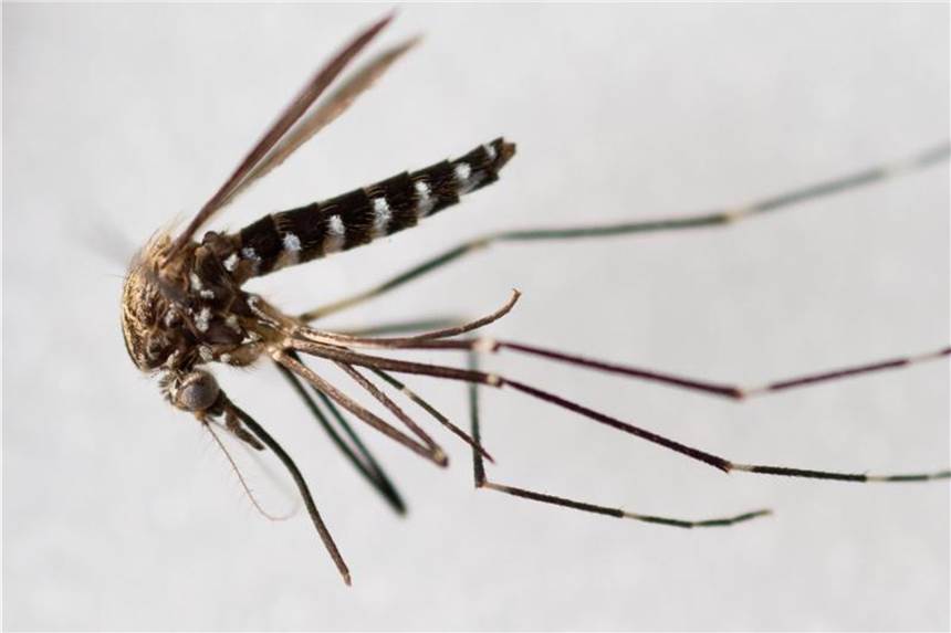 West-Nil-Fieber in Europa: Mückenmittel mit DEET schützt Die Asiatische Buschmücke (lat. Ochlerotatus japonicus) gilt als Überträger des West-Nil-Fiebers. Das Centrum für Reisemedizin rät, sich mit einem DEET-Mittel vor den Mücken zu schützen. Foto: Patrick Pleul