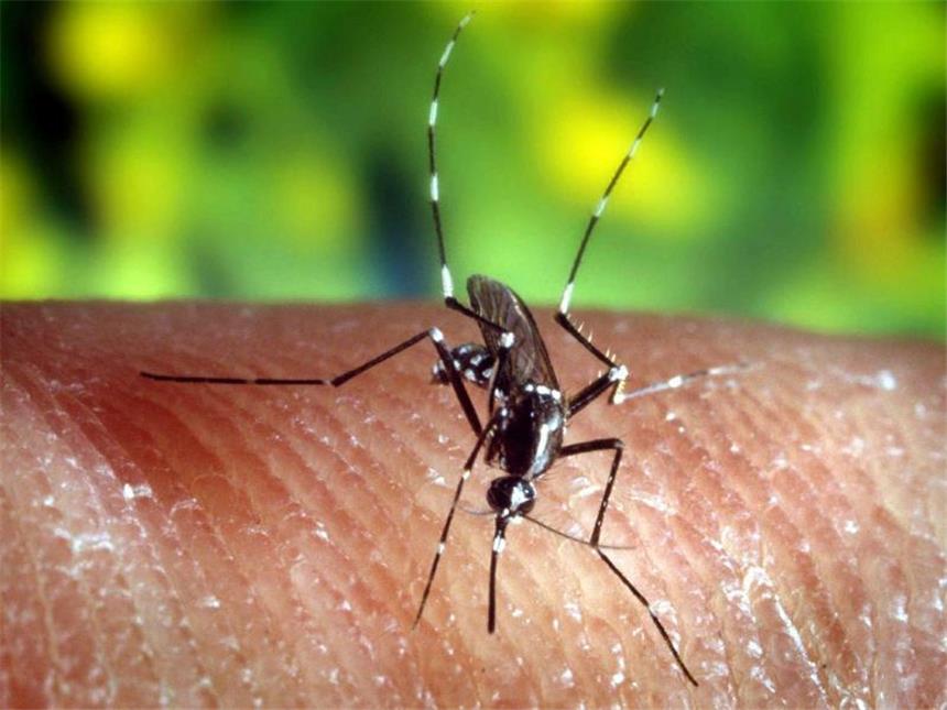 WHO: Sechs Monate Safer Sex nach Rückkehr aus Zika-Gebieten Die Asiatische Tigermücke ist der Überträger des Zika-Virus. Foto: US CfDCaP