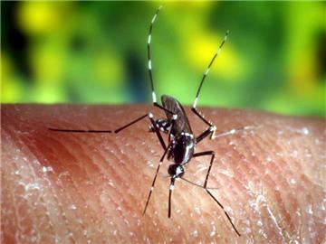 Die Asiatische Tigermücke ist der Überträger des Zika-Virus. Foto: US CfDCaP