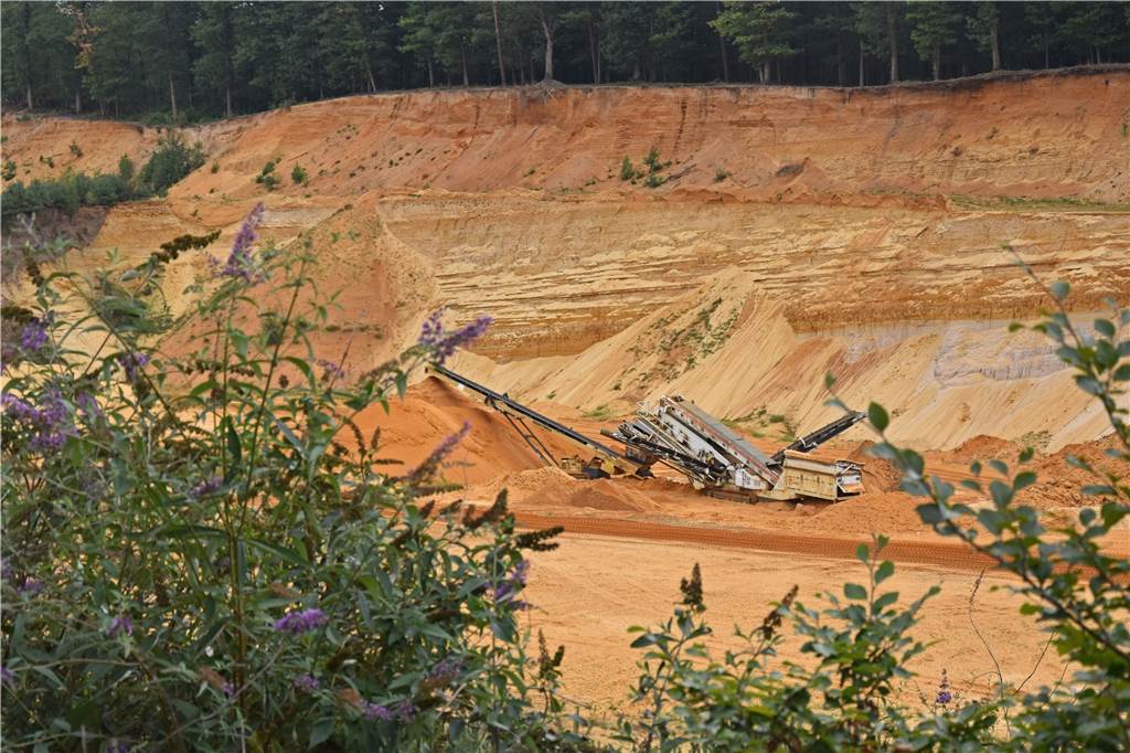 NABU-Führung: Eine Sandgrube wird wieder zu Wald Die ausgewiesene Sandgrube an der B224 ist etwa 40 Hektar groß. Im Vordergrund: Sommerflieder, den Schmetterlinge lieben.