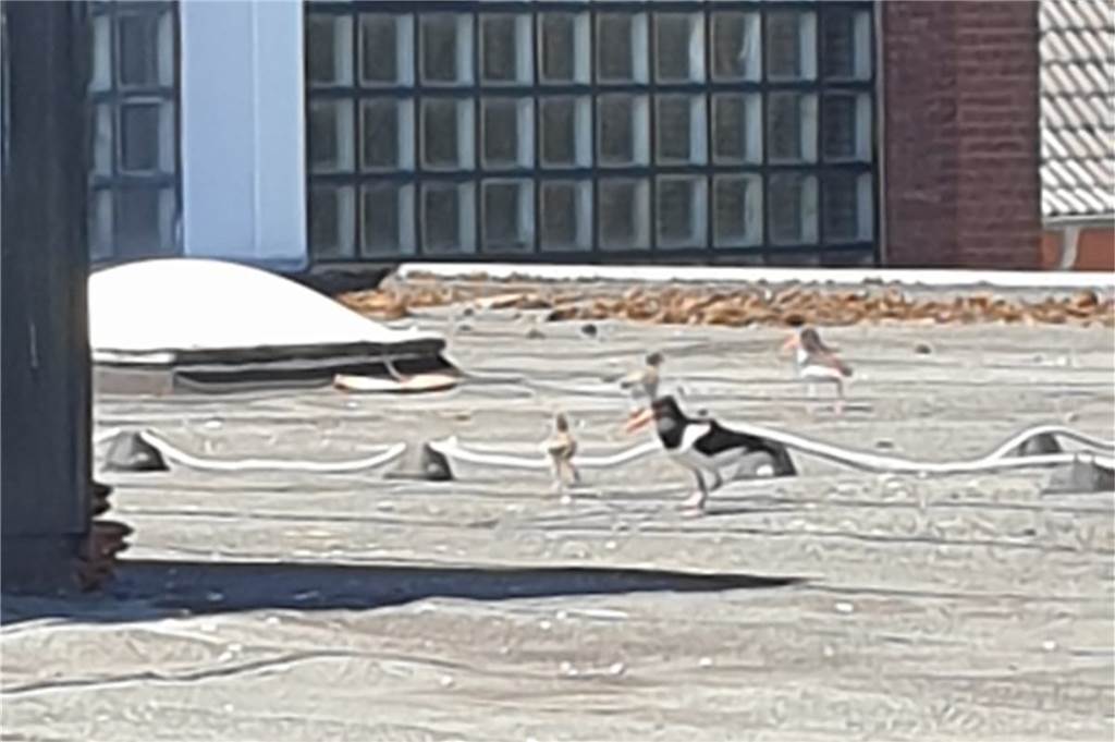 Trotz Baustelle: Nordsee-Vogel nistet auf dem Dach der Olfener Stadthalle Die Austernfischer haben zwei Junge auf der Stadthalle großgezogen.