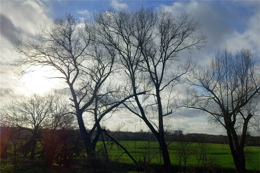 Für den Neujahrsspaziergang in Lünen: Eine Tour mit Natur und Geschichte Die Bäume an den Lippeauen im Gegenlicht.
