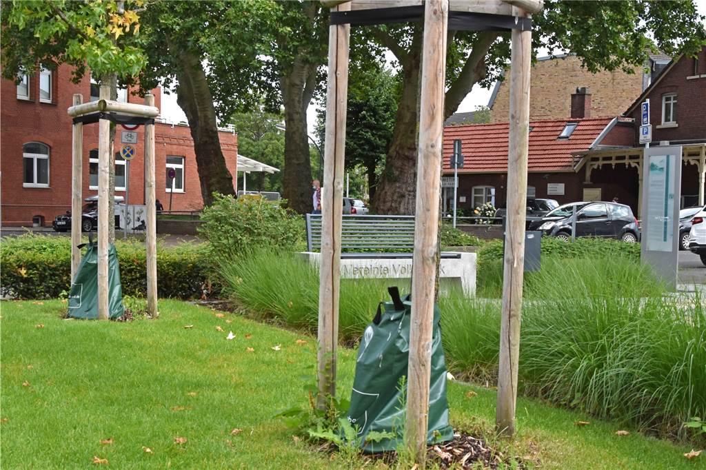 Bäume: Das Stadtbild wird sich in den kommenden Jahren verändern Die Bäume am Südwall pflanzte der Schützenverein Altstadt im Rahmen einer Maßnahme von „Wir machen Mitte“. Die Wassersäcke spenden den Jungbäumen immer ausreichend Wasser.
