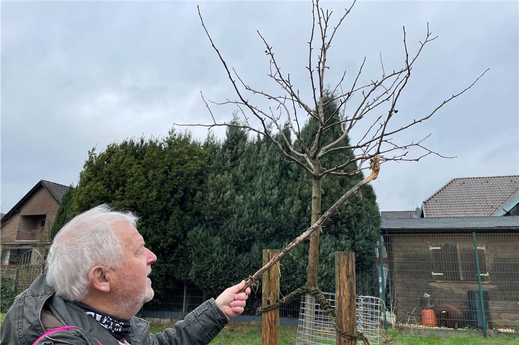 Reiner Schramowski beklagt mangelnde Baumpflege auf Streuobstwiesen Reiner Schramowski aus Dortmund-Deusen zeigt auf ein junges Bäumchen einer Streuobstwiese, das seiner Ansicht nach nicht vernünftig wächst.