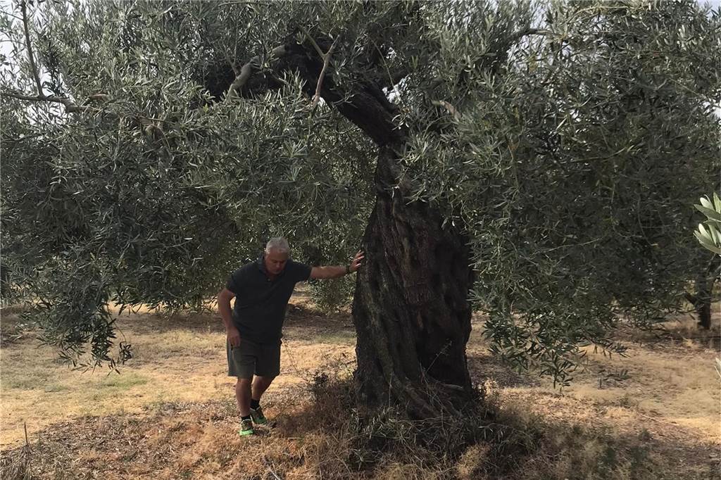 Bergkamener Dimitrios Mitrenas produziert Olivenöl in Griechenland Dimitrios Mitrenas auf seiner Oliven-Plantage in Griechenland.