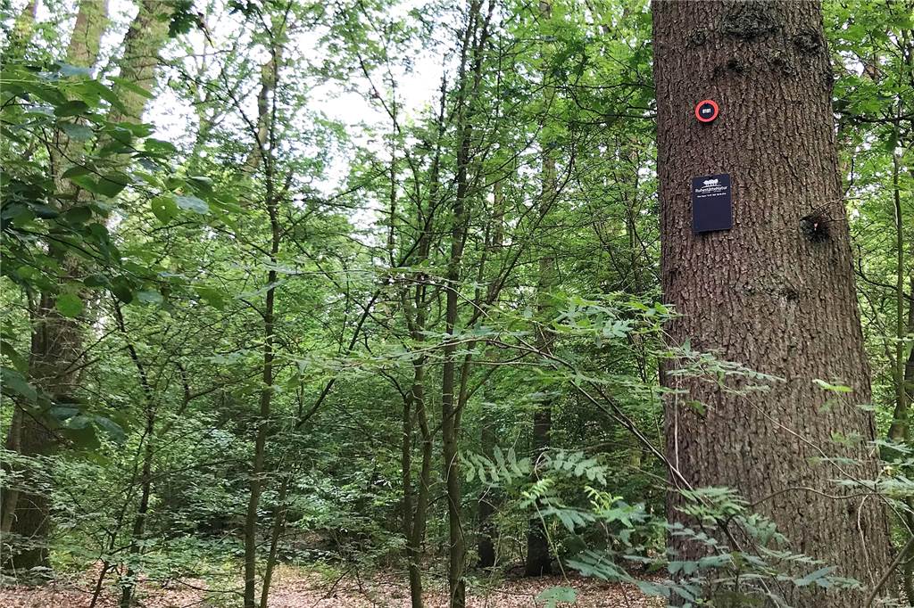 Betreiber zum Sythener Bestattungswald: „Sämtliche Erwartungen erfüllt“ Die Bäume sind mit Nummern- und Namensschildern versehen.