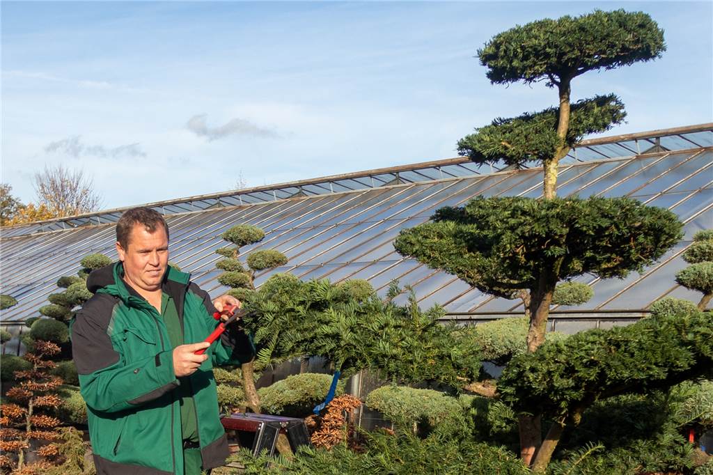 Gartenbonsais: Außergewöhnliche Bäume werden europaweit verkauft Die Bäume werden über Jahre hinweg unzählige Male beschnitten, um die besondere Form zu erreichen.
