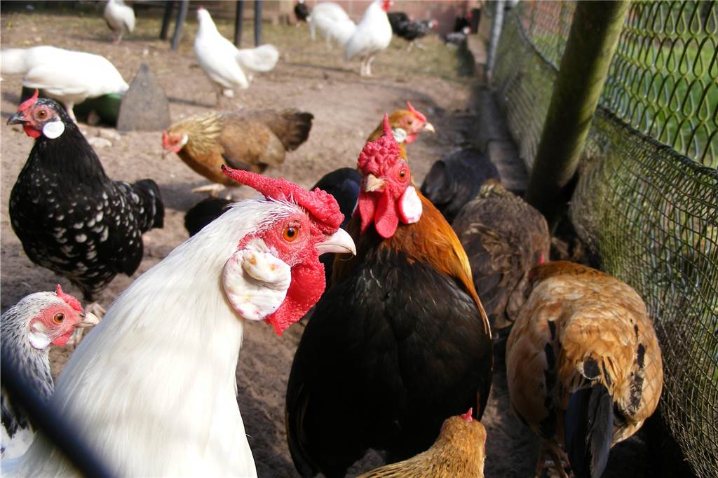 Aufstallpflicht trifft die Tiere von Geflügelfreunden in Stadtlohn Die Bantams von Eckart Ballenthin hatten über Wochen mit Stallarrest zu kämpfen.