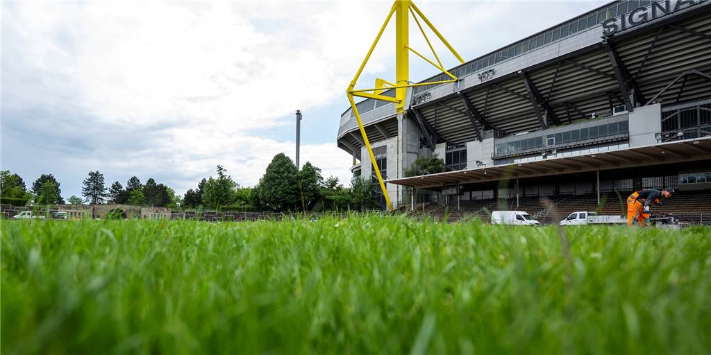 BVB-U23: Sanierung der Roten Erde wird teurer – Zeitplan steht fest Der Rasen im Stadion Rote Erde.