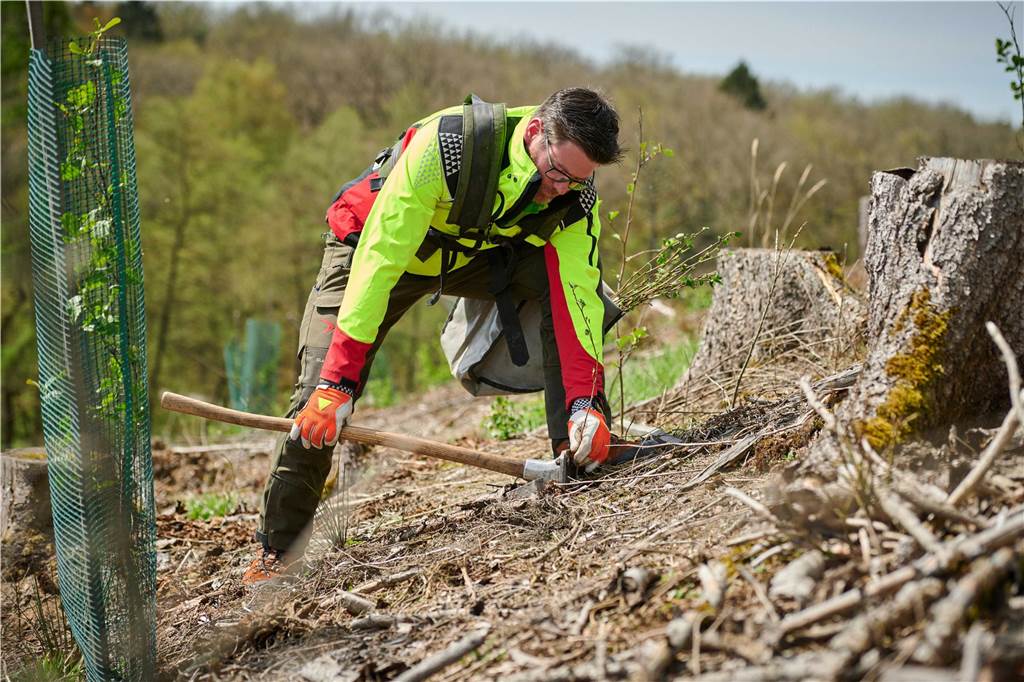 Wald im Westmünsterland: Stress, Widerstandskraft und eine gute Nachricht Ein Waldarbeiter pflanzt einen Baum.