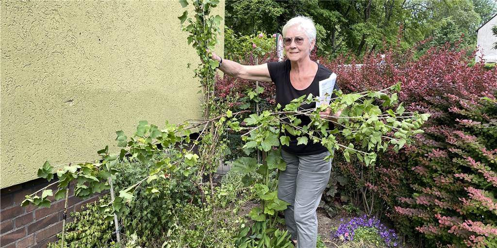 Garten-Terror in Dortmund geht weiter: Jetzt hat es besondere Blume erwischt Die Beete von Erika Wiedemann-Huß wurden nahezu komplett zerstört. Vor wenigen Tagen setzten die Unbekannten ihren Garten-Terror fort.