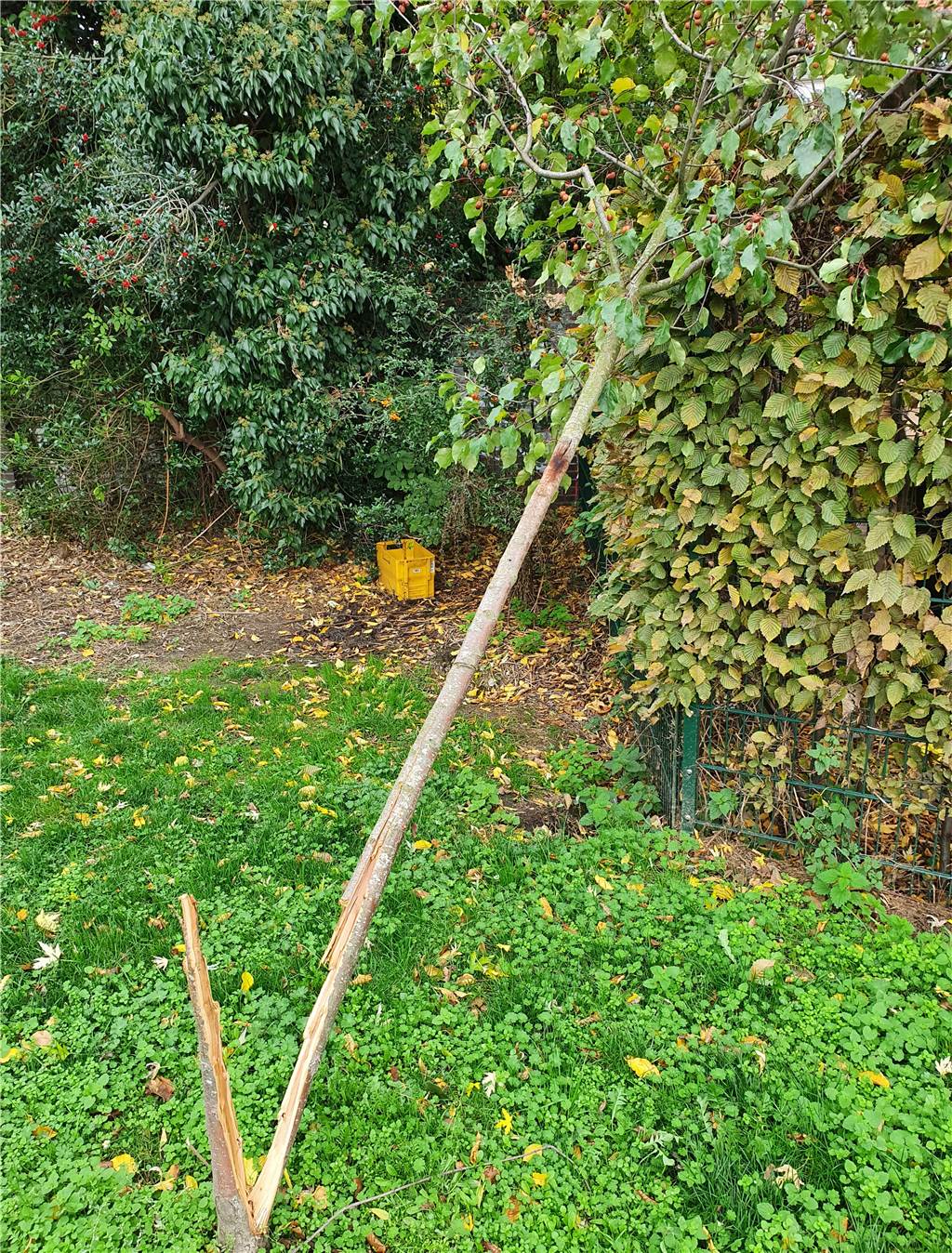 Vandalismus im Hörder Stadtpark: Unbekannte zerstören junge Apfelbäume Ein junger Apfelbaum wurde um unteren Bereich des Stammes abgeknickt.