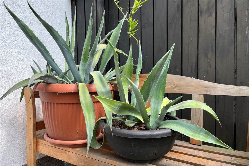 Stattliche Palme blüht im Innenhof und erfreut auch die Nachbarn Auf dem Foto sieht man zwei Kakteen. Sie stammen aus Ibiza und wachsen auf der Bank von der Familie Tetzlaff.