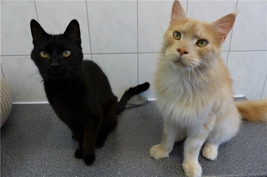 „Zwei besonders gute Freunde“: Kater suchen ein gemeinsames Zuhause Die beiden Kater Bob & Smokey suchen zusammen ein neues Zuhause.