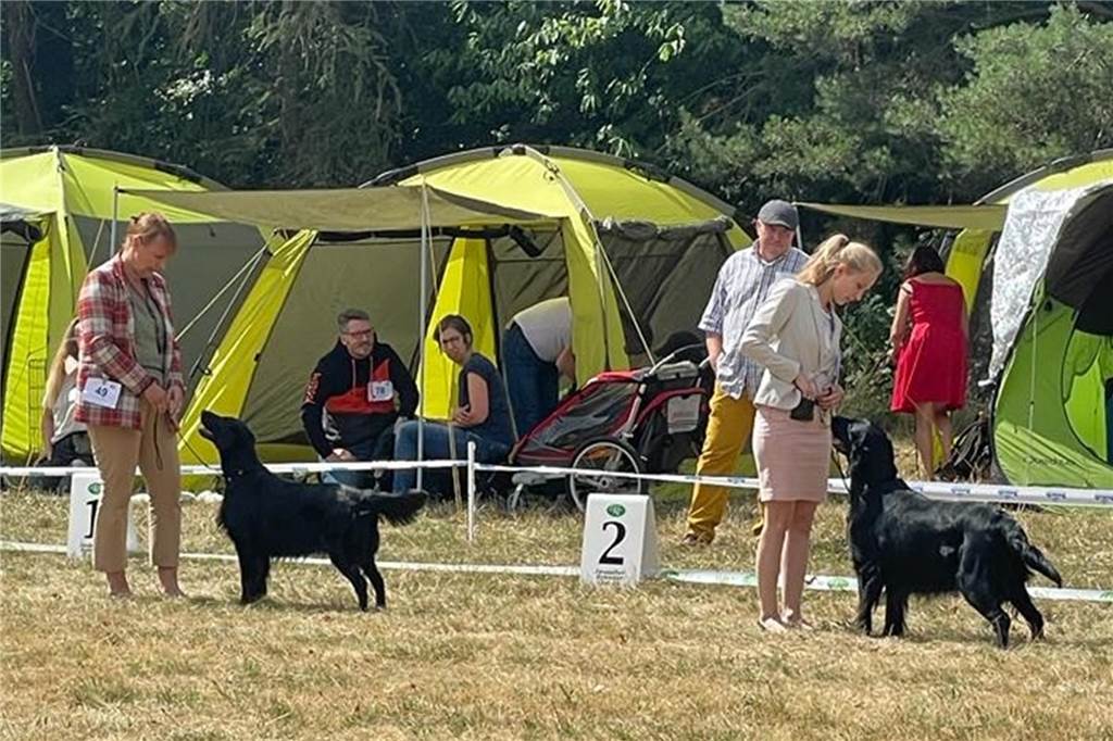 150 „Flat“-Retriever wetteifern bei Trophy am Schloß Lembeck Wettkampf
