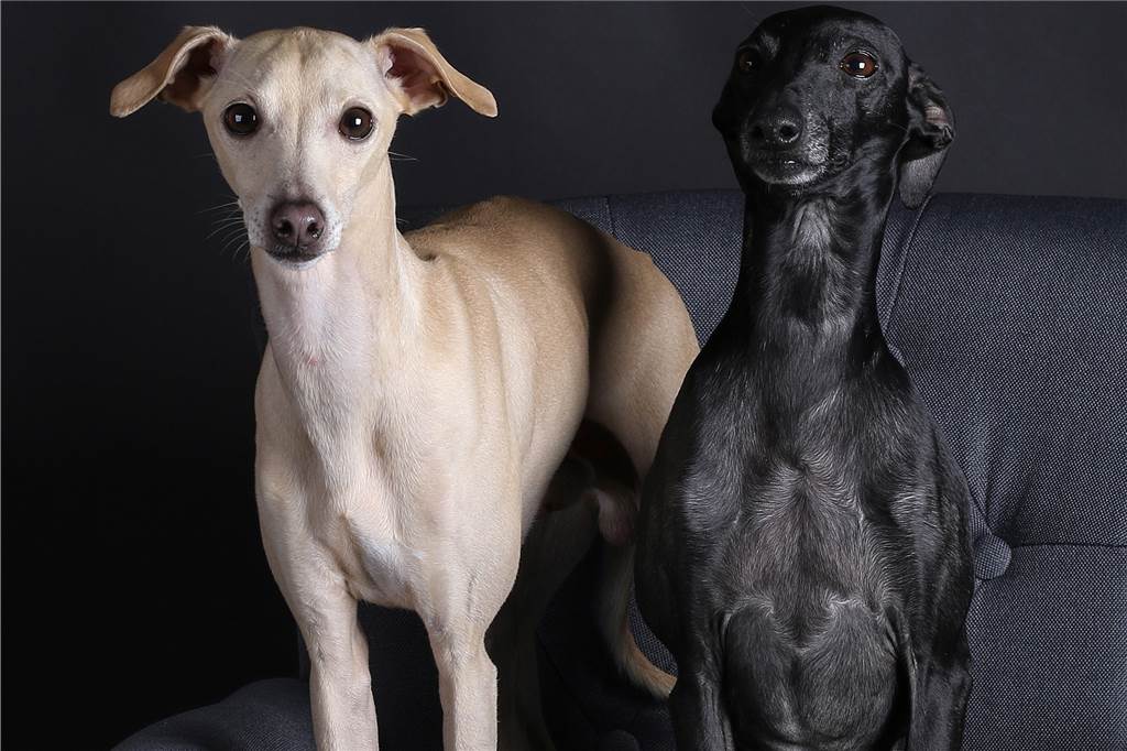 Bellini ist der schnellste Windhund Europas Die beiden Windhunde von Heike Simböck.