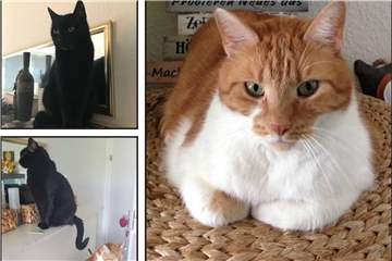 Die beiden zwölfjährigen Katzen Bella und Moritz suchen ein Senioren-Ehepaar, bei dem sie ihren Lebensabend verbringen können. Sie sind Teil des Projektes „Senioren für Senioren" vom Verein „Graues Gold".