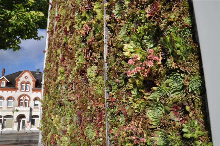 Rauxeler City Tree grünt schön wie noch nie - Jetzt gibt es andere Sorgen Die Bepflanzung des City Trees wurde erneuert.