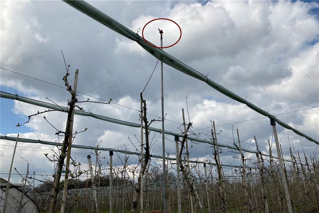 Borker Landwirt Bleckmann schützt Apfel-Knospen mittels einer Eisschicht Die Beregnungsanlage für die Apfelbäume habe sich in den letzten Jahren bewährt, sagt Hubertus Bleckmann.