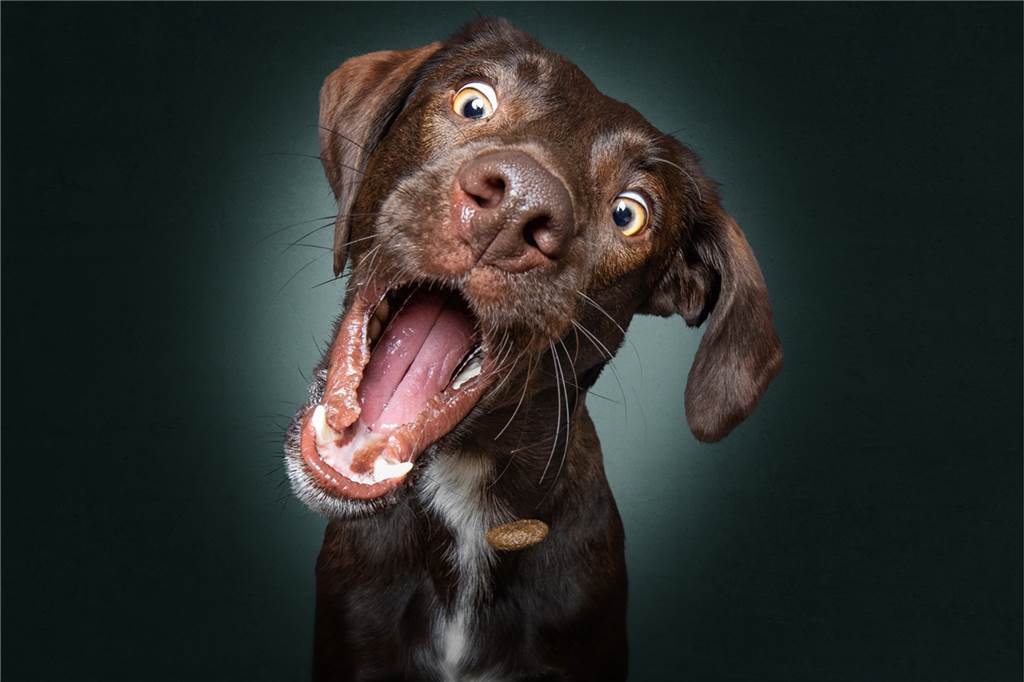 Sogar Justin Bieber liebt die Hunde-Fotos von Christian Vieler aus Bork Die besonderen "Grimassen" der Hunde begeistern viele Fans des Fotografen.
