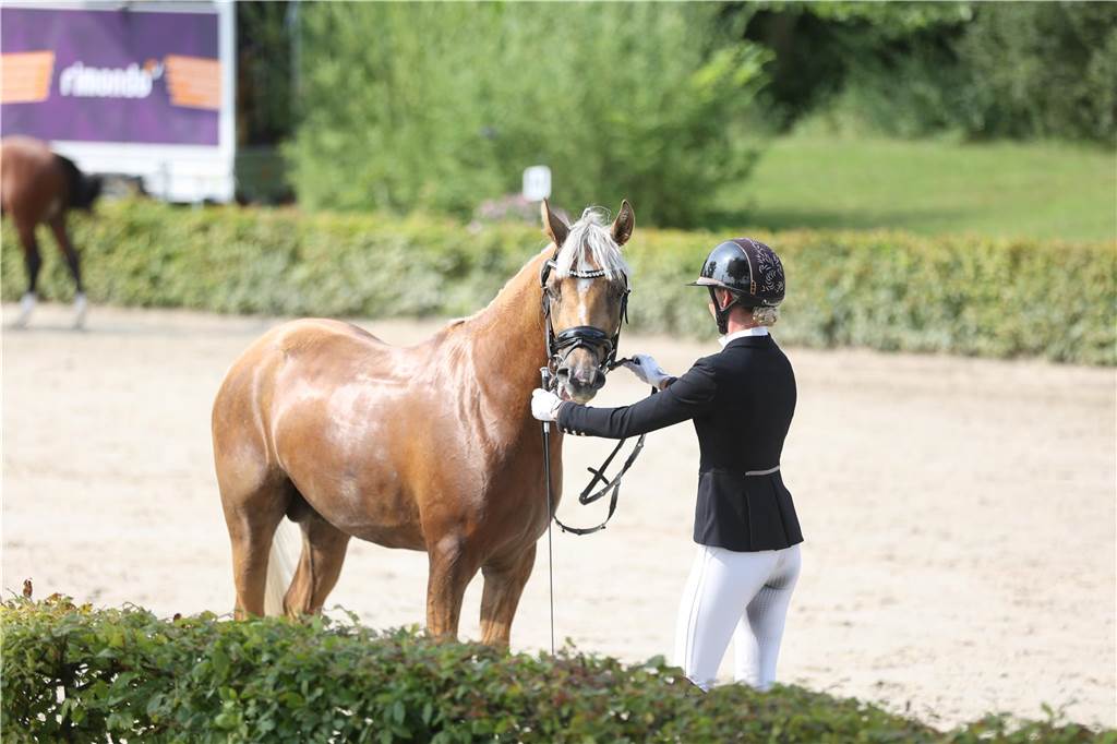 Die besten Bilder vom S*-Springen am Freitag der Vinnumer Reitertage 2024.