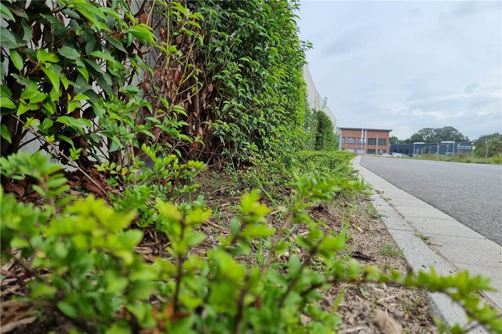 Gausling Konzeptbau: Vom Kleinbetrieb zum renommierten Bauunternehmen Die mit Naturgrün bewachsene Betonmauer