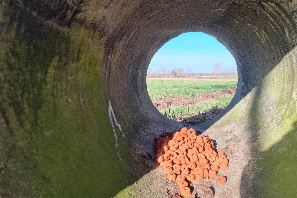 Die Betonröhre ist am Dienstagmorgen mit Hundefutter gefüllt. Nicht für den Wolf, sondern für Füchse. Die Röhre dient als so genannter Luderschacht.