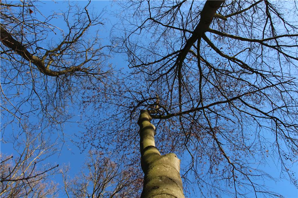 Trockenheit und Bauvorhaben: 20 Bäume vor ehemaliger Pestalozzischule nicht mehr zu retten Die betroffenen Buchen sind teilweise schon gezeichnet von Dürre und Krankheit.