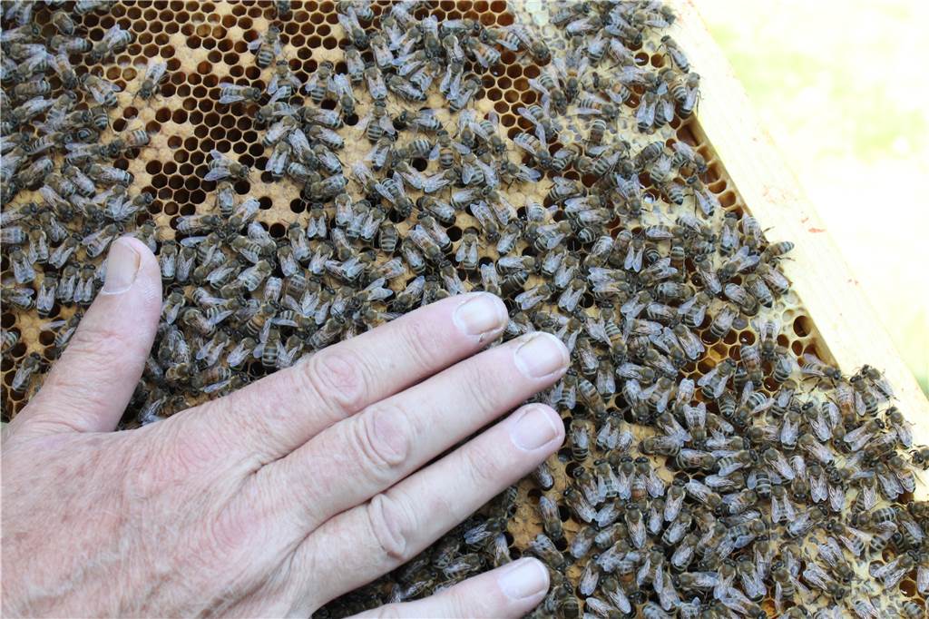 Vier Jahre geduldet, jetzt sollen 40.000 kleine Summer weg Die Bienen sind sehr sanftmütig, man kann sie sogar anfassen und „streicheln“.